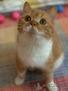Foto №3. Entzückende Britisch Kurzhaar Kätzchen jetzt für Sie. USA