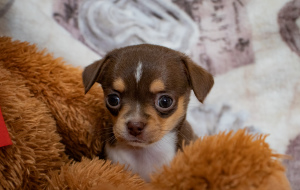 Zusätzliche Fotos: Welpenmädchen Chihuahua Zwinger