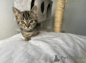 Foto №4. Ich werde verkaufen munchkin in der Stadt München. züchter - preis - verhandelt