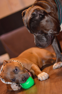 Foto №3. Empire Bullie Kennel bietet das neueste Mädchen aus einem Paar SKY REMYLINE BOY. Weißrussland