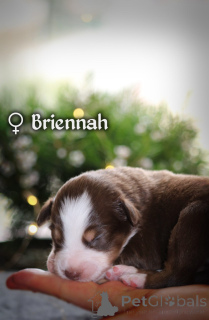 Foto №3. Miniatur American Shepherd (MAS) Welpe. Polen