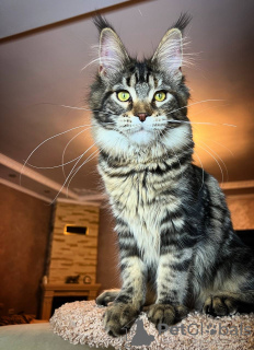 Foto №1. maine-coon-katze - zum Verkauf in der Stadt Uhingen | 400€ | Ankündigung № 106951