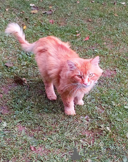 Zusätzliche Fotos: Sonniger Kater Bonifatius! Bringen Sie das Glück der Katze zurück!