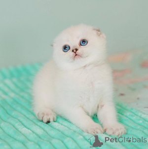 Foto №1. schottische faltohrkatze - zum Verkauf in der Stadt Herzogenrath | 250€ | Ankündigung № 172913