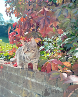 Foto №1. europäisch kurzhaar - zum Verkauf in der Stadt Mannheim | verhandelt | Ankündigung № 158220