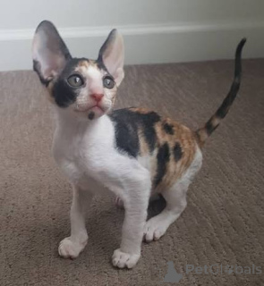 Foto №3. Männliche und weibliche Cornish-Rex-Kätzchen. Deutschland