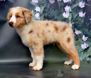 Foto №2 zu Ankündigung № 54519 zu verkaufen australian shepherd - einkaufen Russische Föderation vom kindergarten