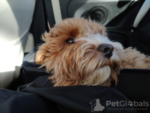 Foto №2 zu Ankündigung № 51128 zu verkaufen amerikanischer cocker spaniel - einkaufen Rumänien quotient 	ankündigung