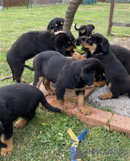 Foto №1. rottweiler - zum Verkauf in der Stadt Неймеген | 480€ | Ankündigung № 116182