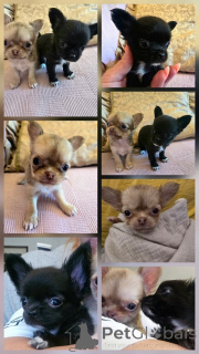 Foto №2 zu Ankündigung № 177930 zu verkaufen chihuahua - einkaufen Serbien züchter