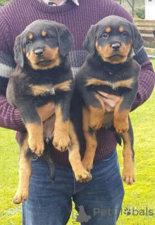 Foto №1.  - zum Verkauf in der Stadt Dubai | Frei | Ankündigung № 144441