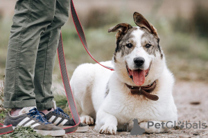 Foto №1. mischlingshund - zum Verkauf in der Stadt Москва | Frei | Ankündigung № 18254