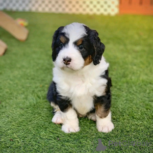 Foto №2 zu Ankündigung № 138114 zu verkaufen berner sennenhund - einkaufen USA züchter