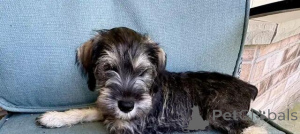 Foto №2 zu Ankündigung № 175997 zu verkaufen schnauzer - einkaufen Deutschland quotient 	ankündigung