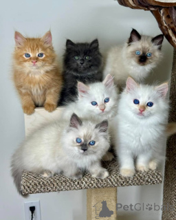 Foto №1. sibirische katze - zum Verkauf in der Stadt Aarbergen | verhandelt | Ankündigung № 158806