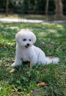 Foto №4. Ich werde verkaufen bichon frisé in der Stadt Belgrad.  - preis - verhandelt