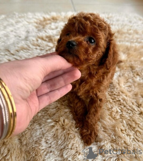 Foto №2 zu Ankündigung № 130443 zu verkaufen pudel (toy) - einkaufen Deutschland 