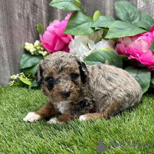 Foto №2 zu Ankündigung № 45714 zu verkaufen pudel (toy) - einkaufen Brasilien quotient 	ankündigung