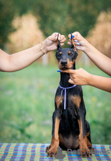 Foto №3. Doberman puppies for sale. Serbien