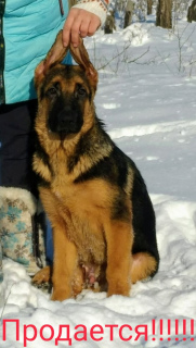 Foto №2 zu Ankündigung № 5551 zu verkaufen deutscher schäferhund - einkaufen Russische Föderation züchter
