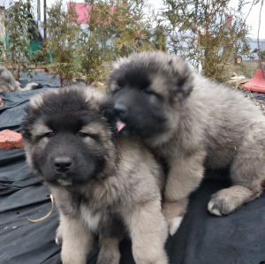 Zusätzliche Fotos: Kaukasischer Schäferhund. Welpen