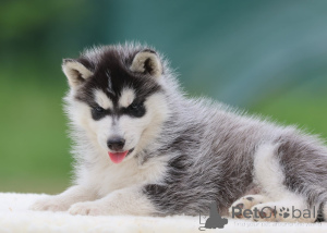 Foto №2 zu Ankündigung № 172134 zu verkaufen siberian husky - einkaufen Frankreich 