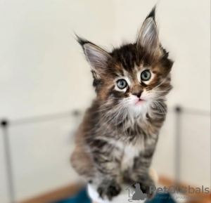 Foto №3. Gesunde, süße, entzückende Maine-Coon-Kätzchen sind jetzt zum Verkauf verfügbar. Schweiz