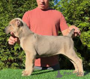 Foto №2 zu Ankündigung № 162777 zu verkaufen cane corso italiano - einkaufen Kanada quotient 	ankündigung, züchter