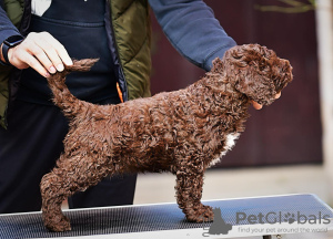 Foto №4. Ich werde verkaufen perro de agua español in der Stadt Belgrad. züchter - preis - verhandelt