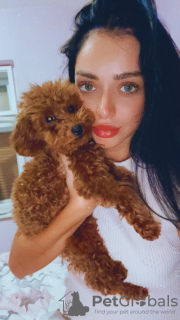 Foto №2 zu Ankündigung № 129109 zu verkaufen pudel (toy) - einkaufen Serbien züchter