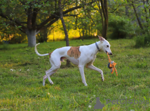 Foto №4. Paarung whippet in Russische Föderation. Ankündigung № 123326