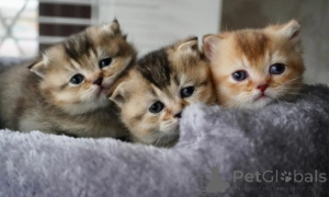 Foto №1. munchkin - zum Verkauf in der Stadt München | verhandelt | Ankündigung № 161176