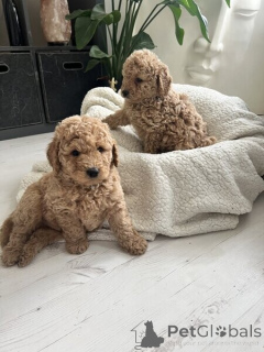 Foto №2 zu Ankündigung № 149695 zu verkaufen golden retriever - einkaufen Deutschland quotient 	ankündigung