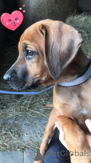 Foto №1. rhodesian ridgeback - zum Verkauf in der Stadt Sprimont | 1650€ | Ankündigung № 142033