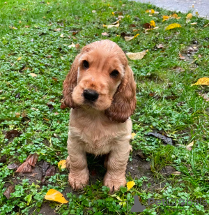 Foto №1. cavalier king charles spaniel - zum Verkauf in der Stadt Göttingen | 450€ | Ankündigung № 127426