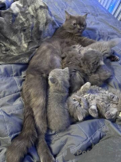 Foto №4. Ich werde verkaufen britisch kurzhaar in der Stadt Potsdam-Mittelmark. quotient 	ankündigung - preis - 500€