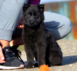 Foto №2 zu Ankündigung № 4605 zu verkaufen deutscher schäferhund - einkaufen Ukraine züchter