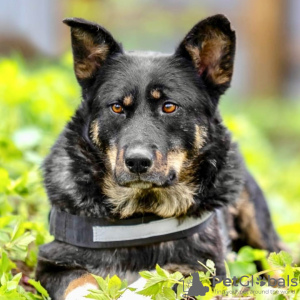 Foto №4. Ich werde verkaufen mischlingshund in der Stadt Москва. quotient 	ankündigung - preis - Frei