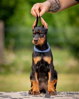 Foto №3. Dobermann-Welpen. Serbien