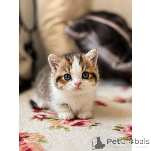 Foto №1. munchkin - zum Verkauf in der Stadt Mergel | 350€ | Ankündigung № 174406