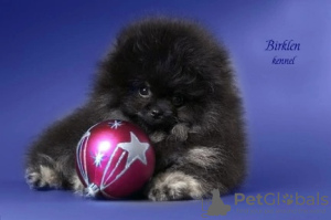 Foto №3. pommerscher welpe. Russische Föderation