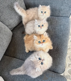 Foto №1. perserkatze - zum Verkauf in der Stadt Alpbach | verhandelt | Ankündigung № 161158