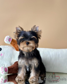 Foto №3. Sophie Eleganz, in Pelz gehüllt und voller Liebe. Island