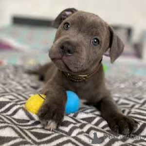 Foto №2 zu Ankündigung № 165427 zu verkaufen staffordshire bull terrier - einkaufen Österreich quotient 	ankündigung, züchter