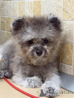 Foto №3. Teddypudel China. Russische Föderation