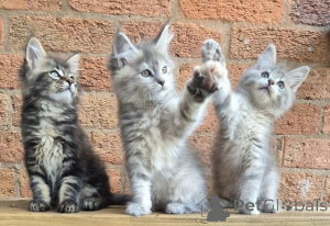 Foto №1. maine-coon-katze - zum Verkauf in der Stadt Wégifa | Frei | Ankündigung № 154064