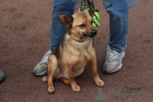 Foto №4. Ich werde verkaufen mischlingshund in der Stadt St. Petersburg. quotient 	ankündigung - preis - Frei