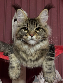 Foto №1. maine-coon-katze - zum Verkauf in der Stadt Alabama | 1€ | Ankündigung № 161208
