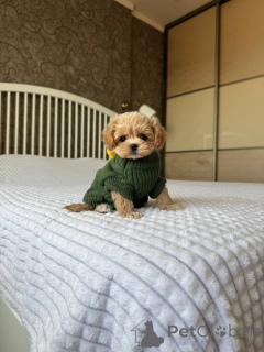 Foto №3. Wunderschöne Maltipoo-Welpen zu verkaufen. Business WhatsApp 4915781334108. Litauen
