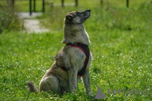 Foto №4. Ich werde verkaufen mischlingshund in der Stadt Москва. aus dem tierheim - preis - Frei